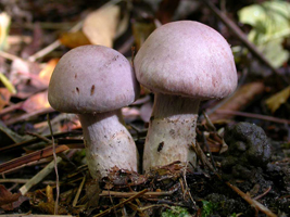 Cortinarius alboviolaceus.